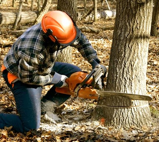 Tree Removal in Fithian, IL
